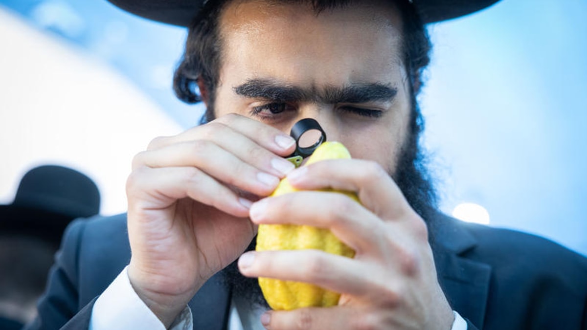ארבעת המינים וסוכות – המשמעויות המיסטיות והסגולות המיוחדות | בבלי